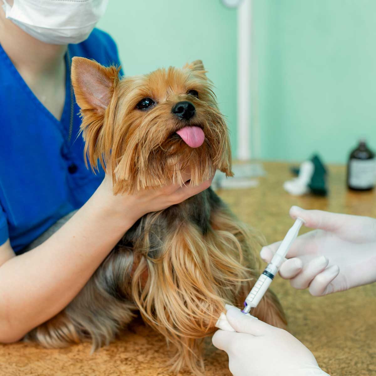 Perros vacunado