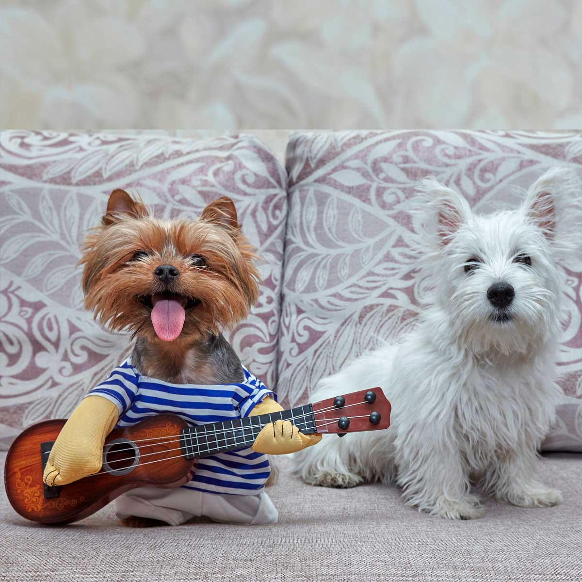 Cachorros westies y yorkshire en Chile