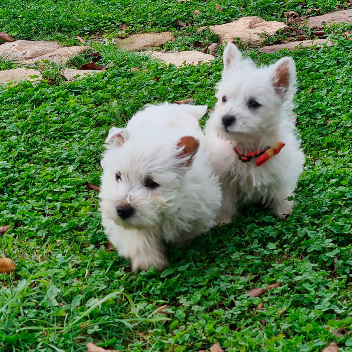 Cachorros inscritos en el KCC