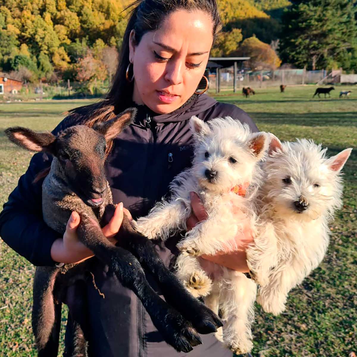 Cachorros criados en familia