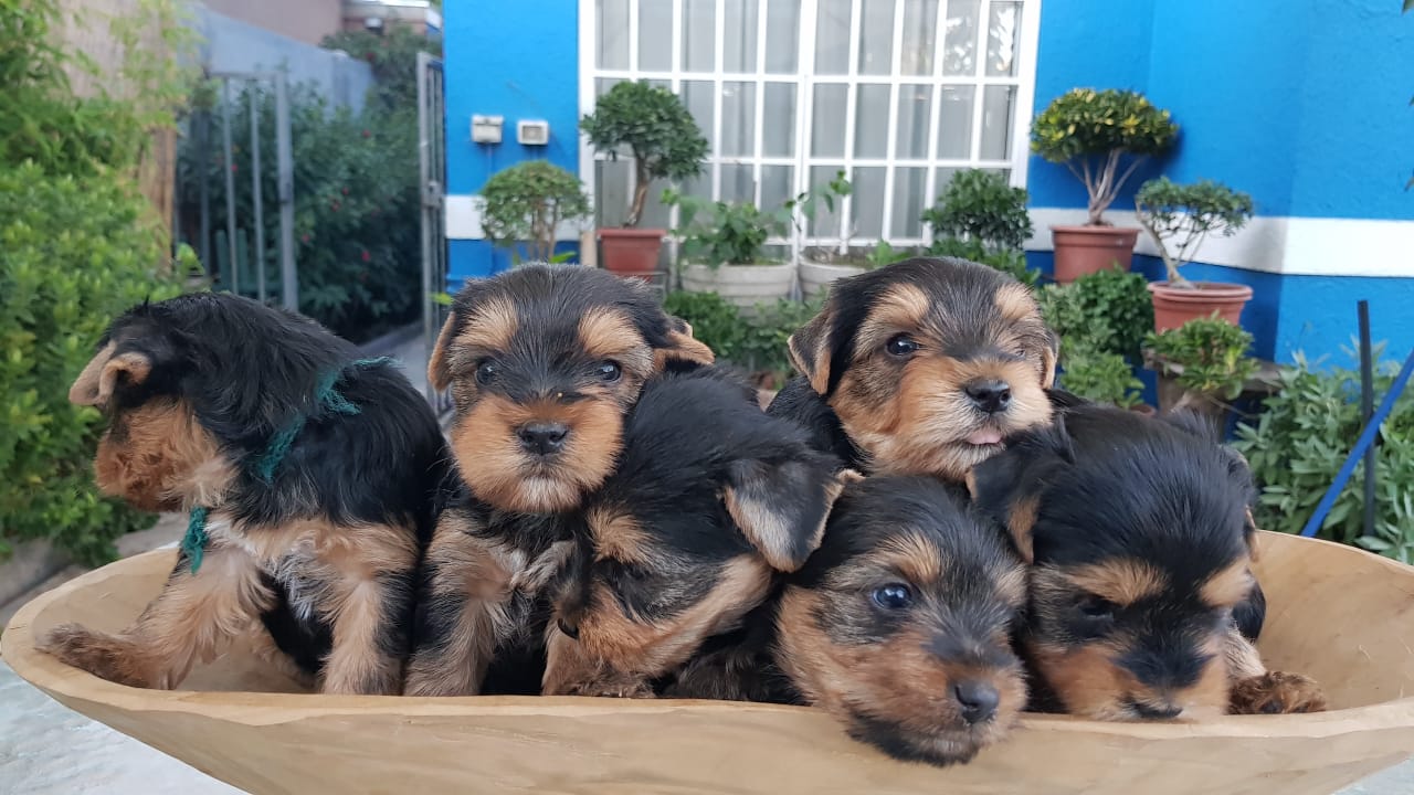 Cachorros Yorkies