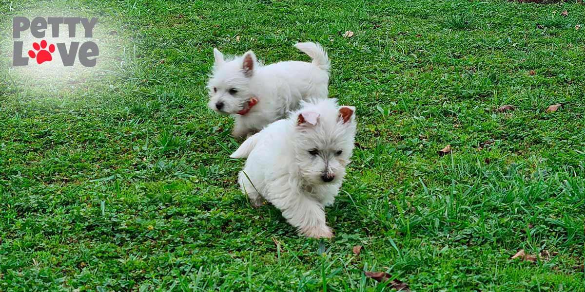 Cachorros westy en Chile