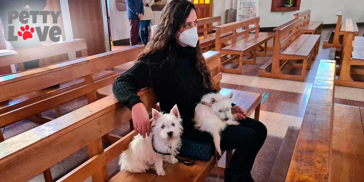 Caracteristicas de los cachorros West Highland White Terrier