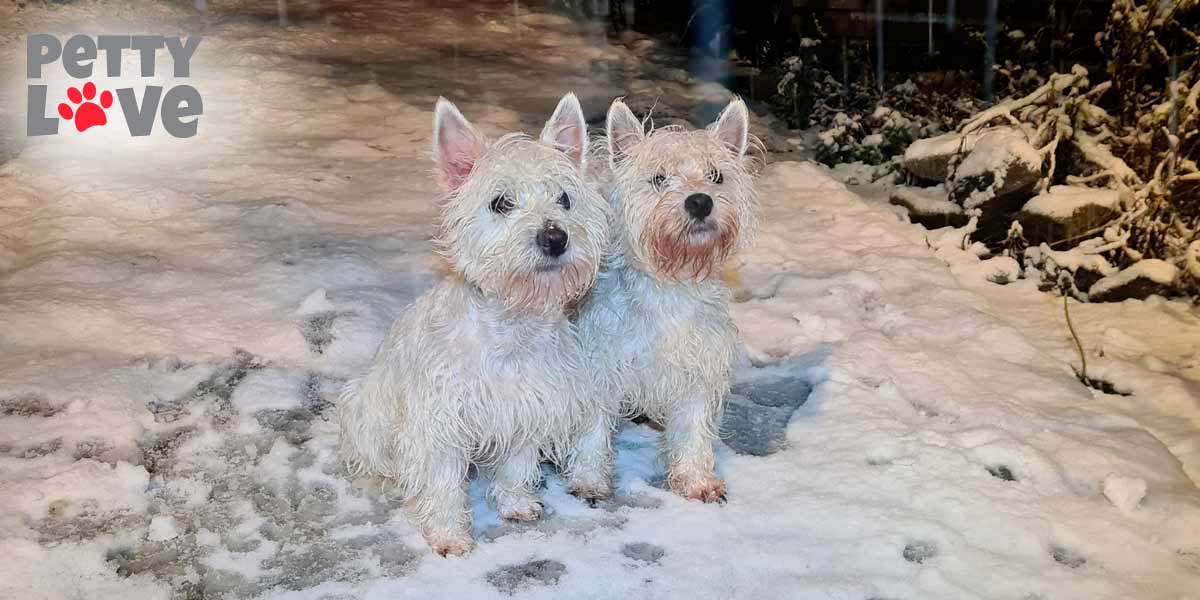 Los cachorros west highland white terrier