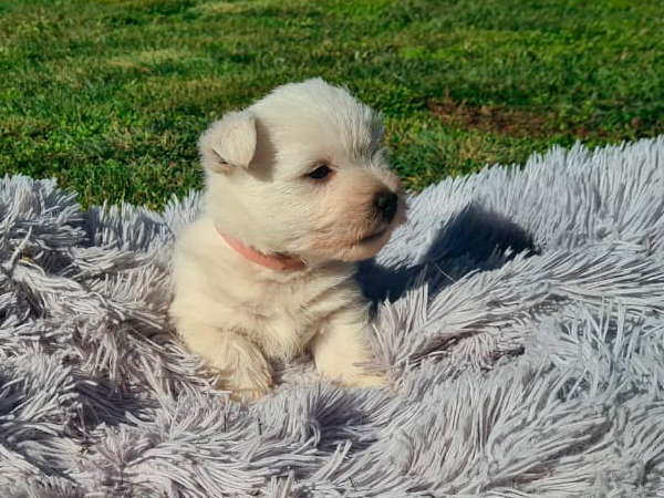 Criadero de cachorros westy