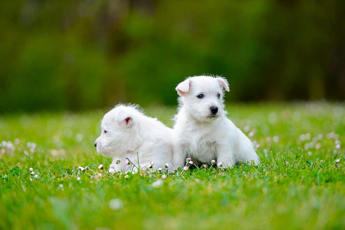 Cachorros westy y los niños